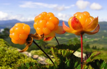 Cloudberry